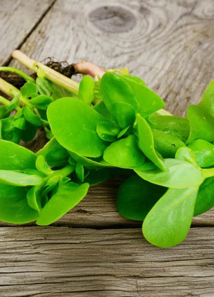 Purslane – 100 Seeds