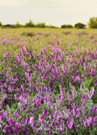 Hairy Vetch – 100 Seeds