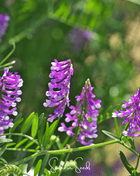 Hairy Vetch – 100 Seeds