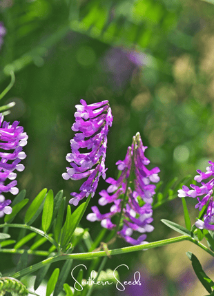 Hairy Vetch – 100 Seeds