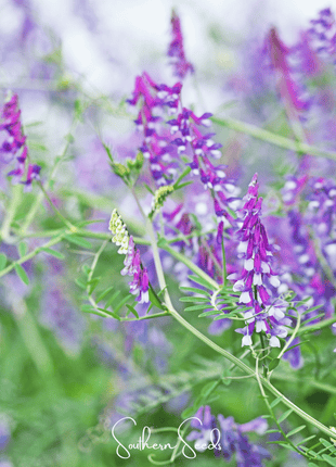 Hairy Vetch – 100 Seeds