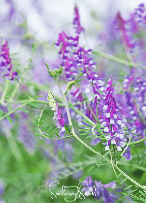 Hairy Vetch – 100 Seeds