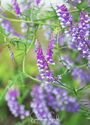 Hairy Vetch – 100 Seeds