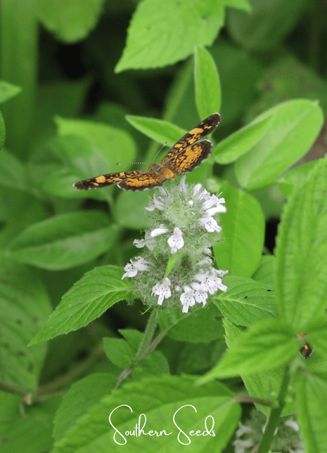 Hairy Wood Mint - Pagoda Plant – 100 Seeds