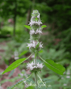 Hairy Wood Mint - Pagoda Plant – 100 Seeds