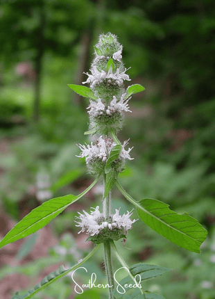 Hairy Wood Mint - Pagoda Plant – 100 Seeds