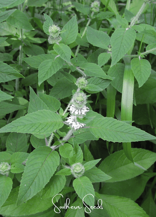 Hairy Wood Mint - Pagoda Plant – 100 Seeds
