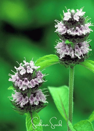 Hairy Wood Mint - Pagoda Plant – 100 Seeds