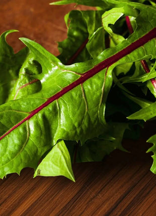 Red Italiko Chicory (Dandelion) – 50 Seeds