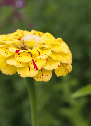 Peppermint Stick Zinnia – 50 Seeds