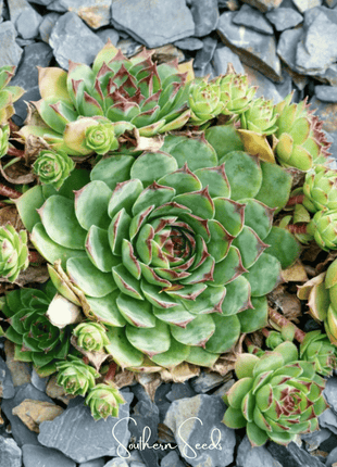 Hens & Chicks Cactus Mix – 30 Seeds
