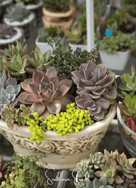 Hens & Chicks Cactus Mix – 30 Seeds