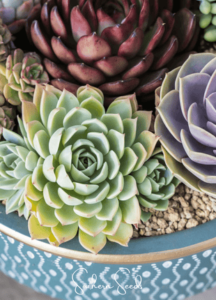 Hens & Chicks Cactus Mix – 30 Seeds