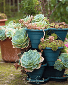 Hens & Chicks Cactus Mix – 30 Seeds