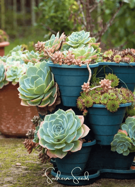 Hens & Chicks Cactus Mix – 30 Seeds