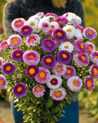 Hi-No-Maru Pompon Aster – 50 Seeds