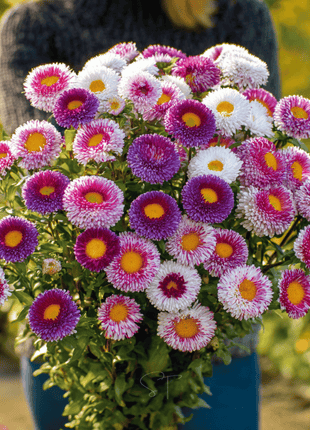 Hi-No-Maru Pompon Aster – 50 Seeds