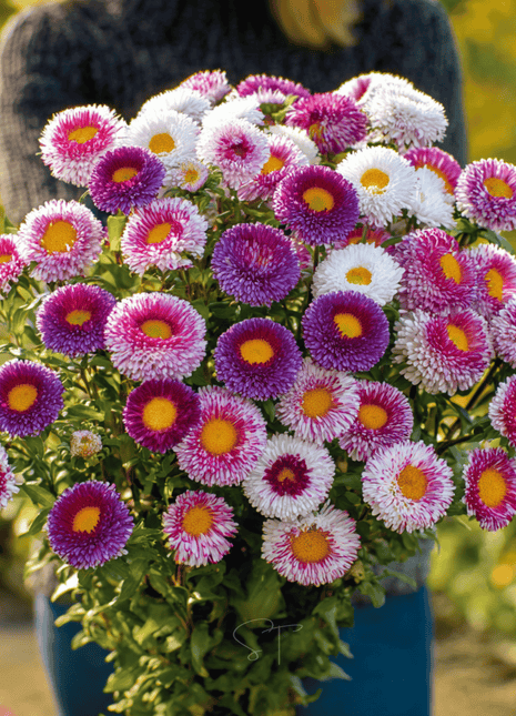 Hi-No-Maru Pompon Aster – 50 Seeds
