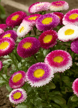 Hi-No-Maru Pompon Aster – 50 Seeds