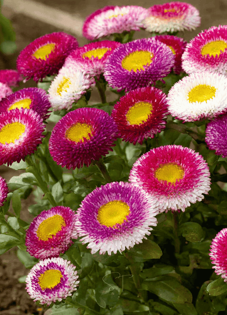 Hi-No-Maru Pompon Aster – 50 Seeds