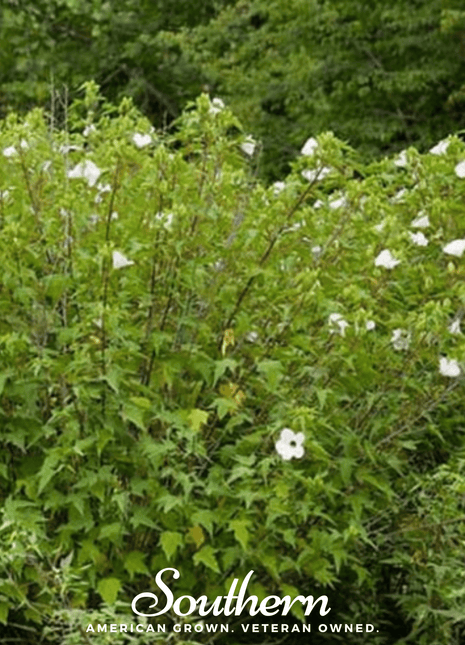 Rose Mallow Hibiscus – 25 Seeds