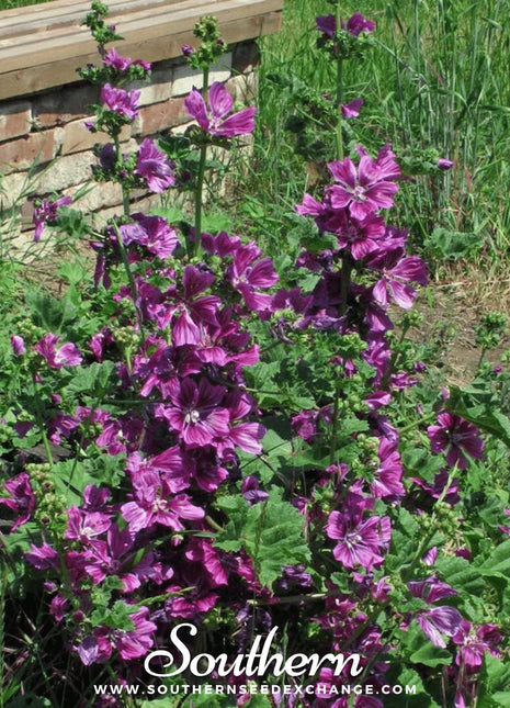 French Hollyhock – 25 Seeds