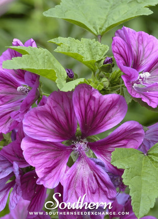 French Hollyhock – 25 Seeds