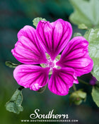 French Hollyhock – 25 Seeds
