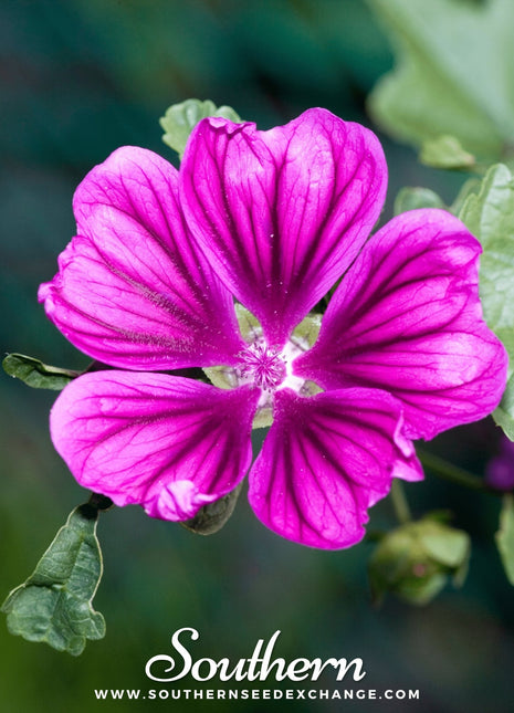 French Hollyhock – 25 Seeds