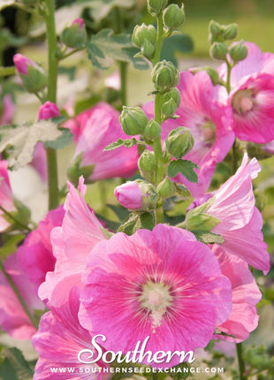 Pink Hollyhock – 25 Seeds