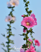 Pink Hollyhock – 25 Seeds