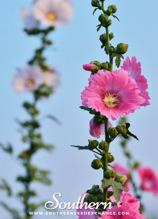 Pink Hollyhock – 25 Seeds