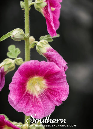 Pink Hollyhock – 25 Seeds