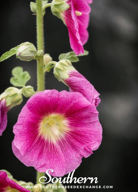 Pink Hollyhock – 25 Seeds
