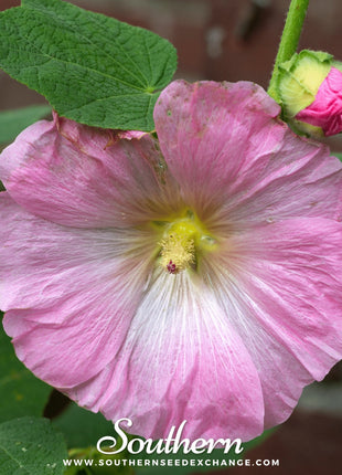 Pink Hollyhock – 25 Seeds