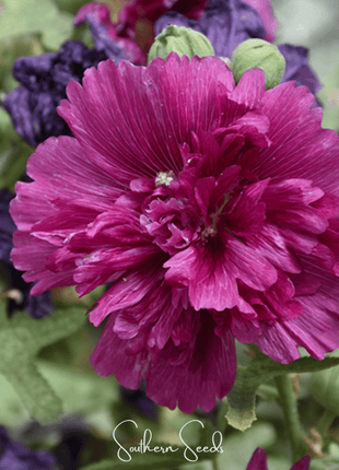 Queeny Purple Hollyhock – 25 Seeds