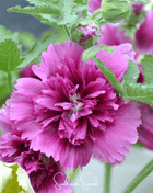 Queeny Purple Hollyhock – 25 Seeds