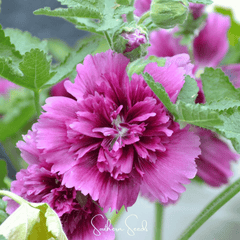 Collection image for: Hollyhock