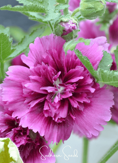 Queeny Purple Hollyhock – 25 Seeds
