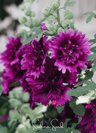 Queeny Purple Hollyhock – 25 Seeds