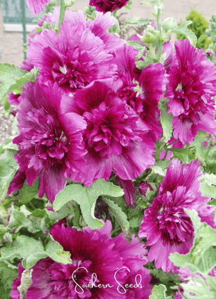 Queeny Purple Hollyhock – 25 Seeds
