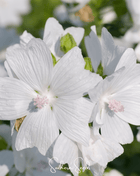 White Hollyhock – 25 Seeds