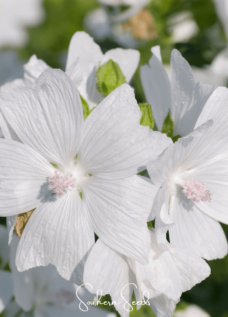White Hollyhock – 25 Seeds