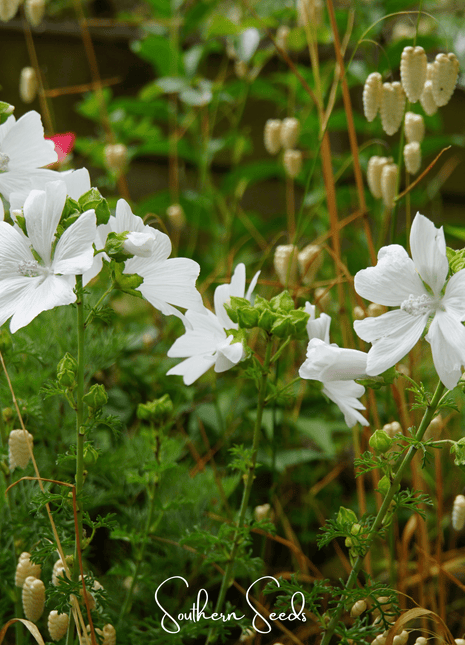 White Hollyhock – 25 Seeds