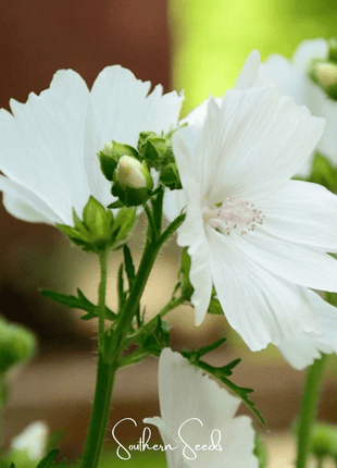 White Hollyhock – 25 Seeds