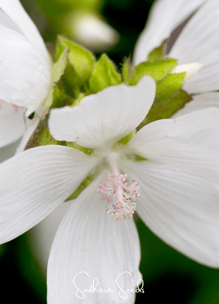 White Hollyhock – 25 Seeds