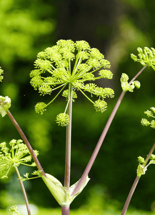 Holy Ghost Angelica – 50 Seeds