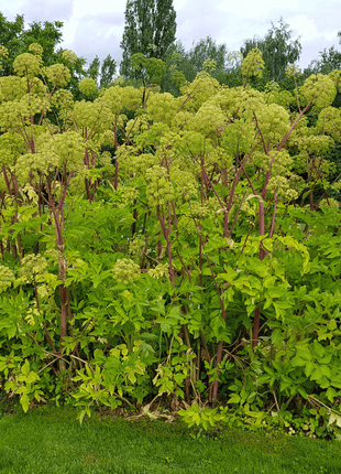 Holy Ghost Angelica – 50 Seeds
