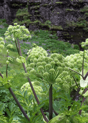 Holy Ghost Angelica – 50 Seeds