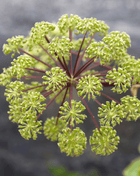Holy Ghost Angelica – 50 Seeds